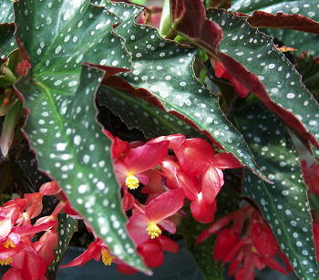 B. ‘Firewalker’